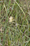 Southern milkweed